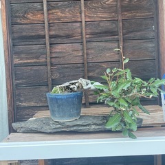 盆栽（ウバメガシ）と泥岩の盆栽台のセット✨かわいい😌💞の画像