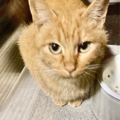 希少猫　茶トラメス