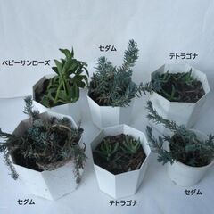 〈受け渡し中〉多肉植物　鉢ごと　テトラゴナ　セダム　土　プラスチック鉢（白）　現物の画像