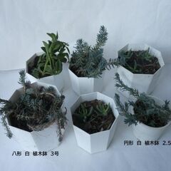 〈受け渡し中〉多肉植物　鉢ごと　テトラゴナ　セダム　土　プラスチック鉢（白）　現物の画像