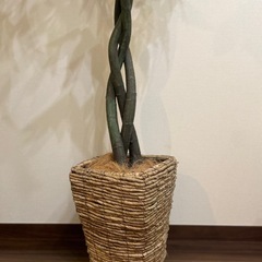 観葉植物　パキラのフェイクグリーンの画像