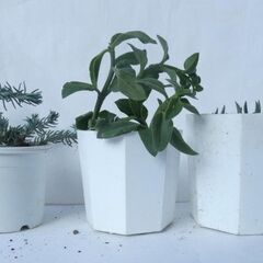 〈受け渡し中〉多肉植物　鉢ごと　テトラゴナ　セダム　土　プラスチック鉢（白）　現物の画像