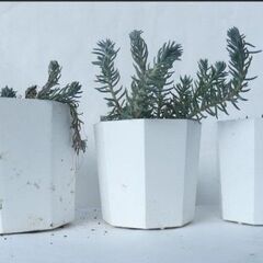 〈受け渡し中〉多肉植物　鉢ごと　テトラゴナ　セダム　土　プラスチック鉢（白）　現物の画像