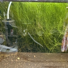 1200×450×450アクリル水槽の画像