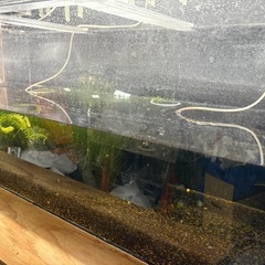 1200×450×450アクリル水槽の画像