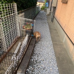 砂利、玉砂利の画像