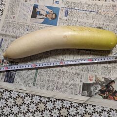 12月11日収穫.大根1本の画像