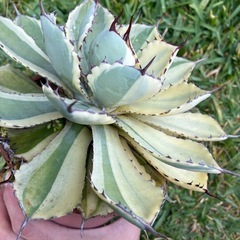アガベ　吉祥冠錦　変わり斑入りの画像