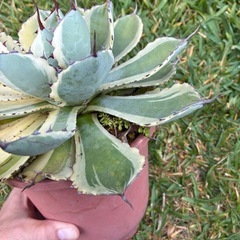 アガベ　吉祥冠錦　変わり斑入りの画像