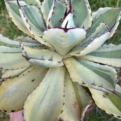 アガベ　吉祥冠錦　変わり斑入りの画像