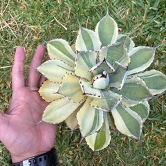 アガベ　吉祥冠錦　変わり斑入りの画像