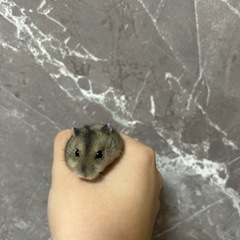 ジャンガリアンハムスターお譲りします - 葛飾区