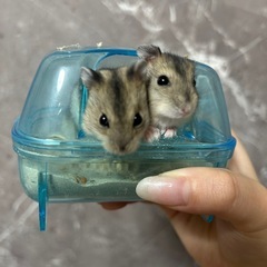 ジャンガリアンハムスターお譲りします