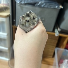 ジャンガリアンハムスターお譲りします − 東京都
