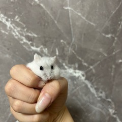 ジャンガリアンハムスターお譲りします - その他
