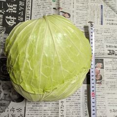 12月11日収穫.キャベツの画像