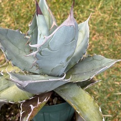 アガベ　ホワイトアイス　観葉植物の画像