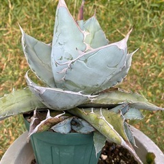 アガベ　ホワイトアイス　観葉植物の画像