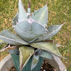 アガベ　ホワイトアイス　観葉植物の画像