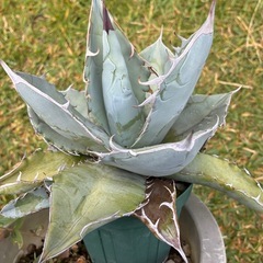 アガベ　ホワイトアイス　観葉植物の画像