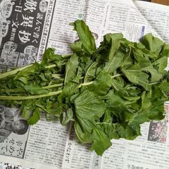 12月11日収穫.大根の葉の画像