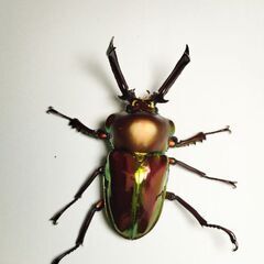 ラスト　ギネスレコード血統ニジイロクワガタ♂♂♀トリオ3匹セット　完品の画像