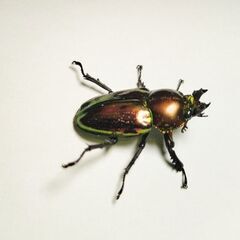 ラスト　ギネスレコード血統ニジイロクワガタ♂♂♀トリオ3匹セット　完品の画像