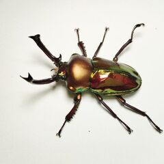 ラスト　ギネスレコード血統ニジイロクワガタ♂♂♀トリオ3匹セット　完品の画像