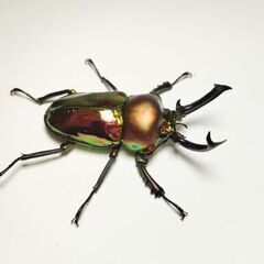 ラスト　ギネスレコード血統ニジイロクワガタ♂♂♀トリオ3匹セット　完品の画像