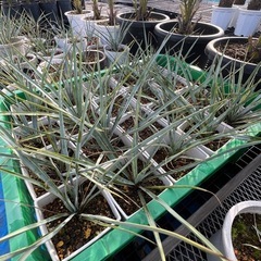 ★ユッカリギダ★20鉢セット❗️
の画像