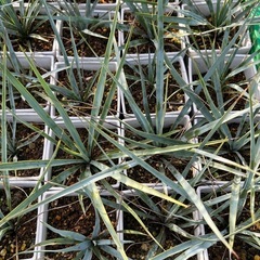 ★ユッカリギダ★20鉢セット❗️
の画像