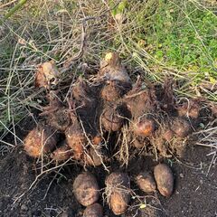 山の小川の流れる畑で育てた【無農薬・無肥料】の里芋【セレベス】の画像