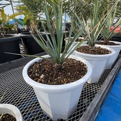 ユッカロストラータ！の画像