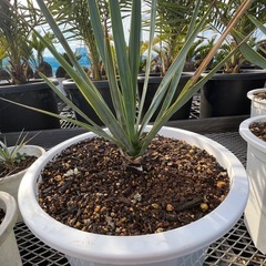 ユッカロストラータ！の画像