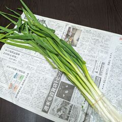 12月11日収穫.ネギの画像