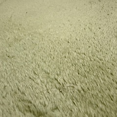 ふかふかカーペット の画像