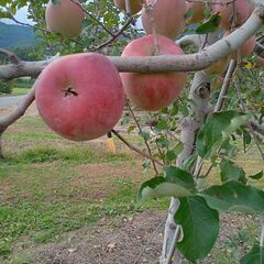 贈答用のサン富士一つ500gの大玉です。の画像