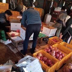 贈答用のサン富士一つ500gの大玉です。の画像