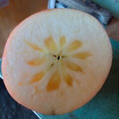 贈答用のサン富士一つ500gの大玉です。の画像