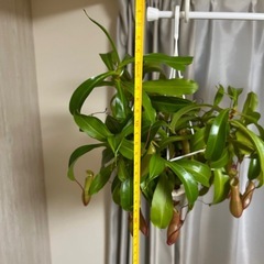 ウツボカズラ
の画像