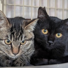 里親様決定！仲良しさんのキジトラさんとクロネコくん