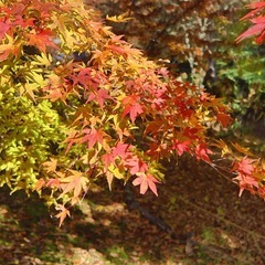 鶴岡市の障がい者同士の交流グループを作りたいです！