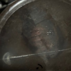 カブトムシ、ヘラクレス蛹ぺあの画像