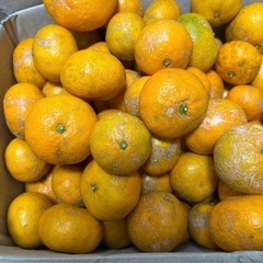 無農薬カサカサみかん 5～6キロ 加工用(そのまま食べてもOK)の画像