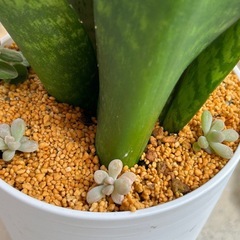 ⓵サンスベリア白鉢の画像