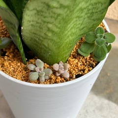 ⓵サンスベリア白鉢の画像