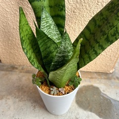 ⓵サンスベリア白鉢の画像