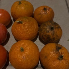 【訳あり】柿、みかんの画像