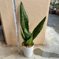 ⓵サンスベリア白鉢の画像