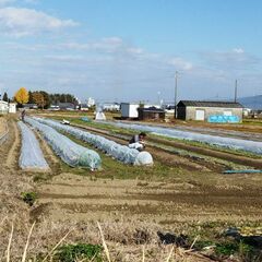 家庭菜園、野菜栽培好きな方